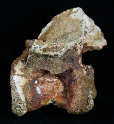 Unidentified Dinosaur Vertebrae - Tegana Formation #2014